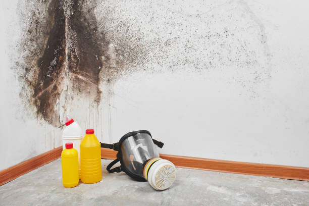 Best Mold Removal for HVAC Installations  in Arabi, LA